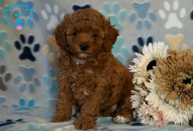 Jackson Mini Poodle image