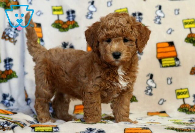 Jax Bichpoo image