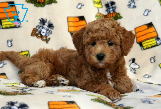 Jax Bichpoo2 image