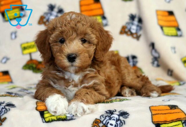 Jesse Bichpoo image