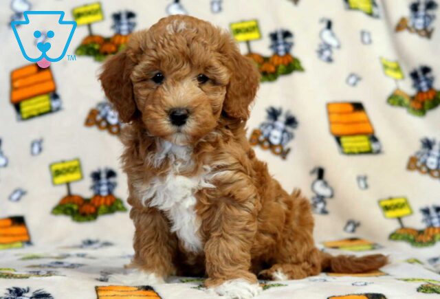 Jesse Bichpoo2 image