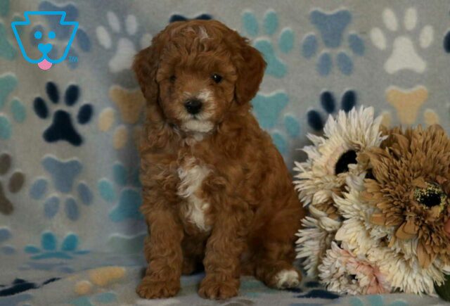 Jet Mini Poodle image