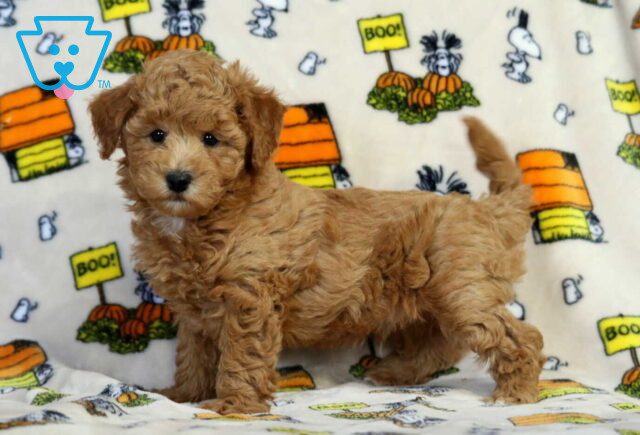 Joey Bichpoo image