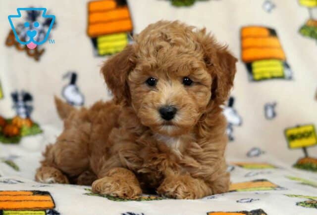 Joey Bichpoo2 image