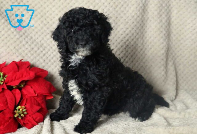 Kash Mini Poodle image