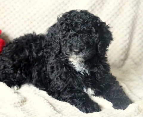 Kash Mini Poodle2