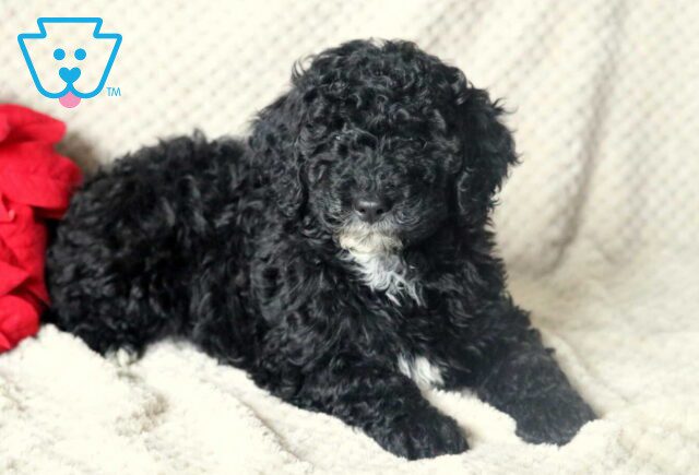 Kash Mini Poodle2 image
