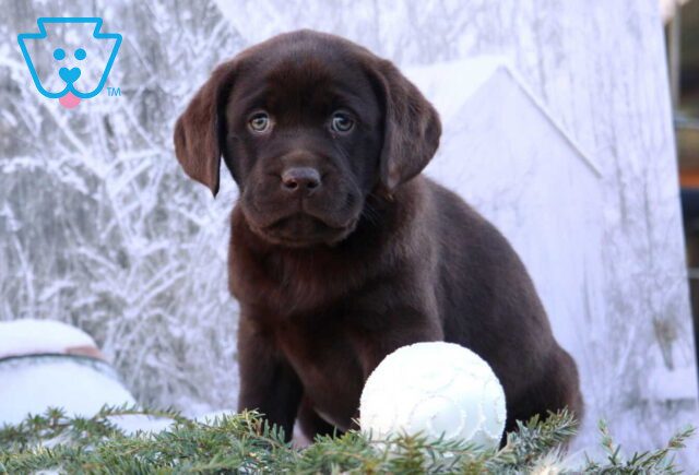 Keyla Chocolate Lab image