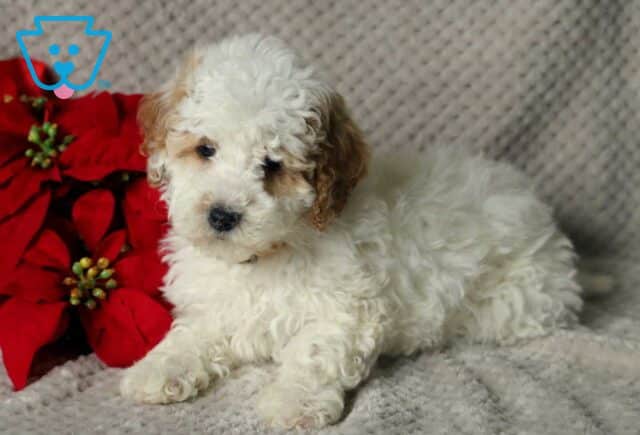 Kimmy Mini Poodle image