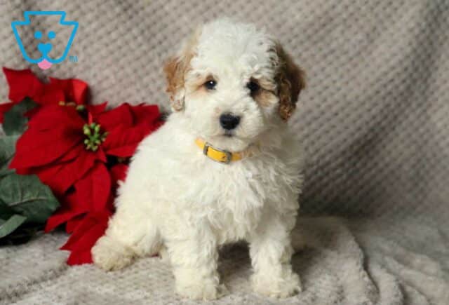 Kimmy Mini Poodle2 image