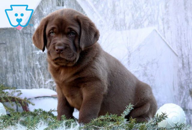 King Choc Lab image