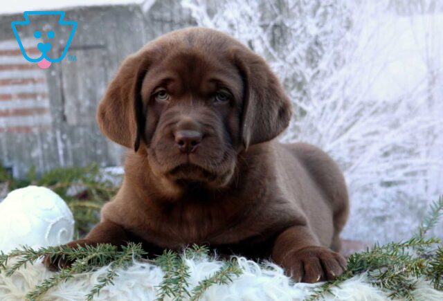 King Choc Lab2 image