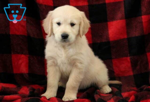 Kinsley Golden image