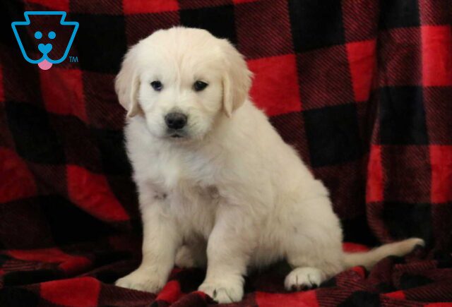 Kody Golden image