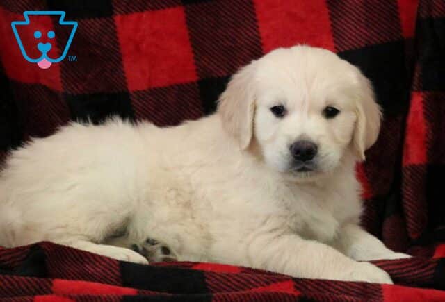 Kody Golden2 image