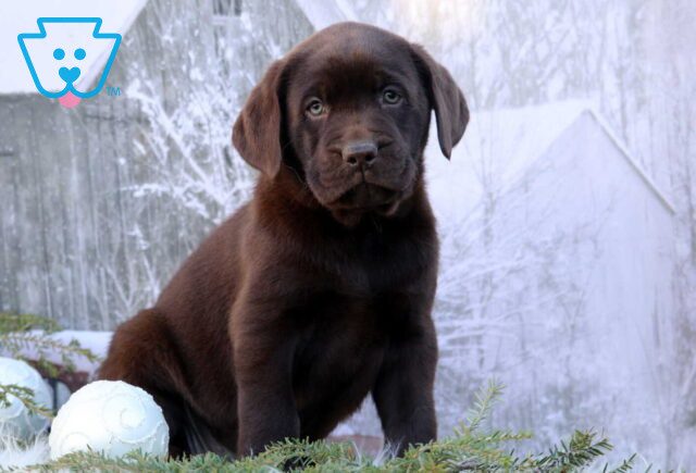 Kolby Choc Lab2 image