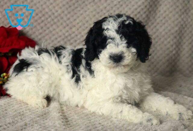 Kyle Mini Poodle image