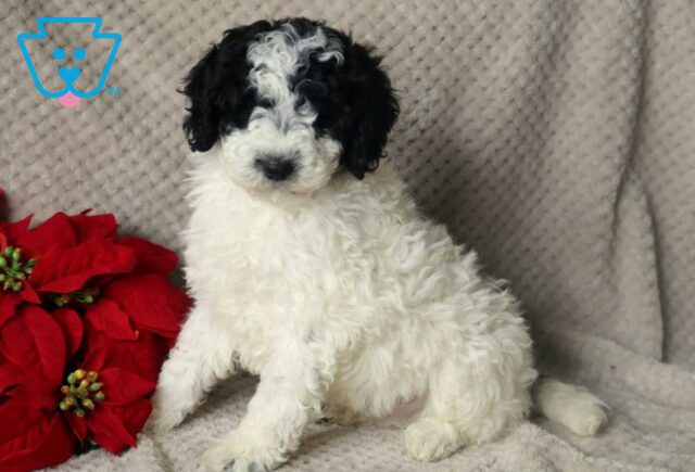 Kyle Mini Poodle2 image
