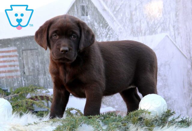 Kylie Choc Lab image