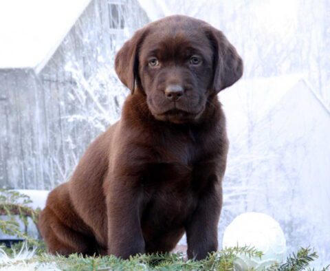 Kylie Choc Lab2
