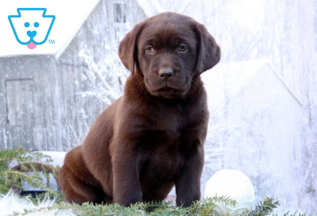 Kylie Choc Lab2 image