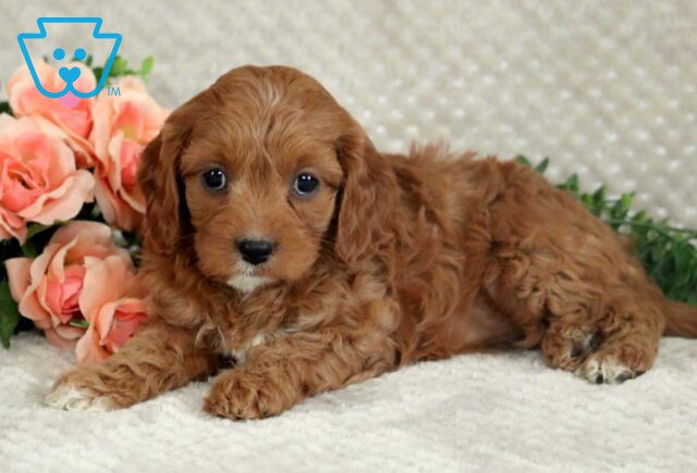 Lacy Cavapoo image