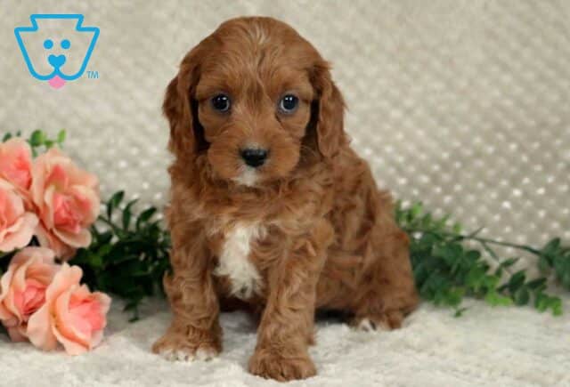 Lacy Cavapoo2 image