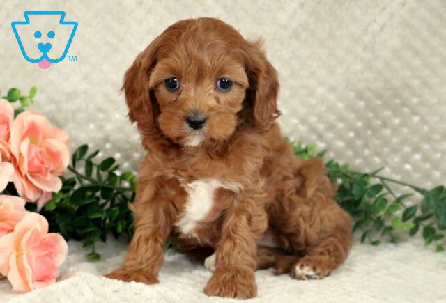 Layla Cavapoo image