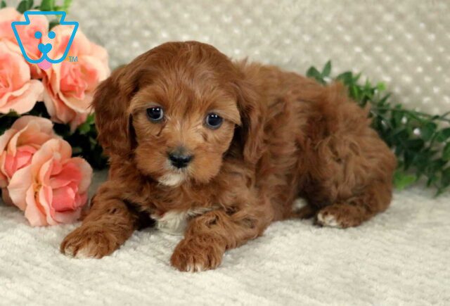 Layla Cavapoo2 image