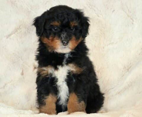 Leisel Mini Aussiedoodle
