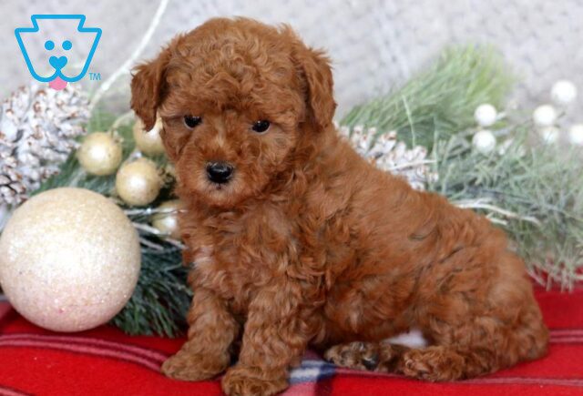 Lexy Mini Poodle image