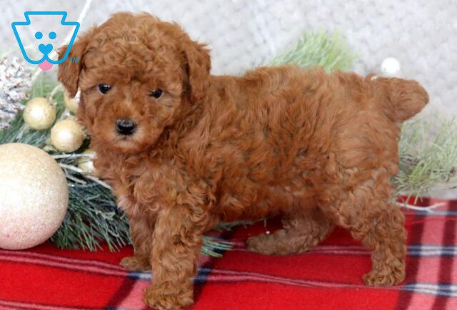 Lexy Mini Poodle2 image