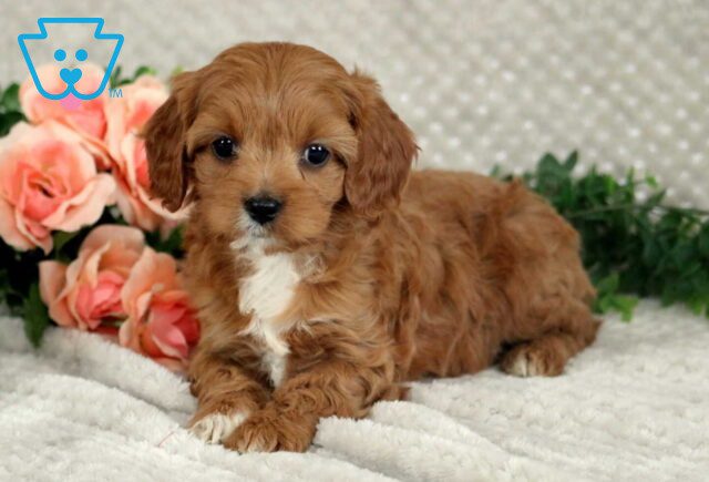 Liberty Cavapoo image