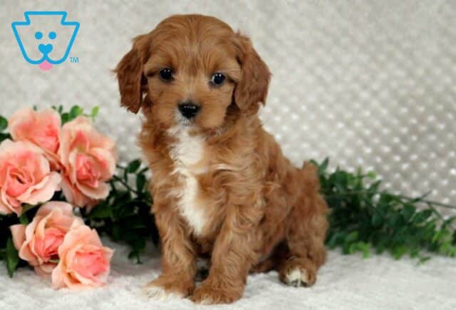 Liberty Cavapoo2 image
