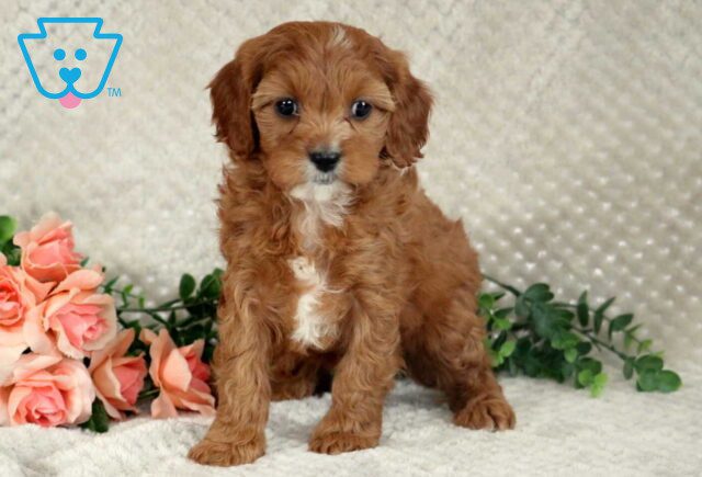 Lily Cavapoo image