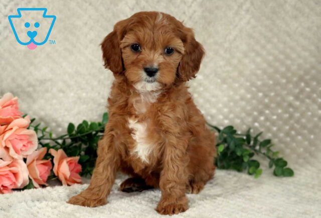 Lily Cavapoo2 image