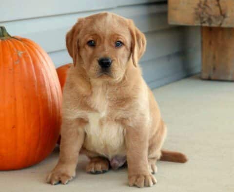 Lion Fox Red Lab