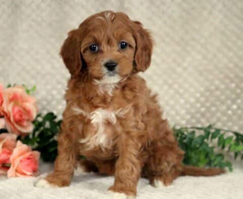 Lola Cavapoo