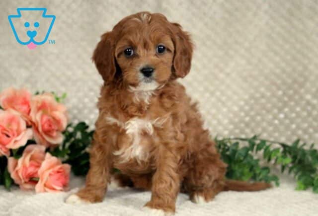 Lola Cavapoo image