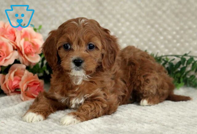 Lola Cavapoo2 image