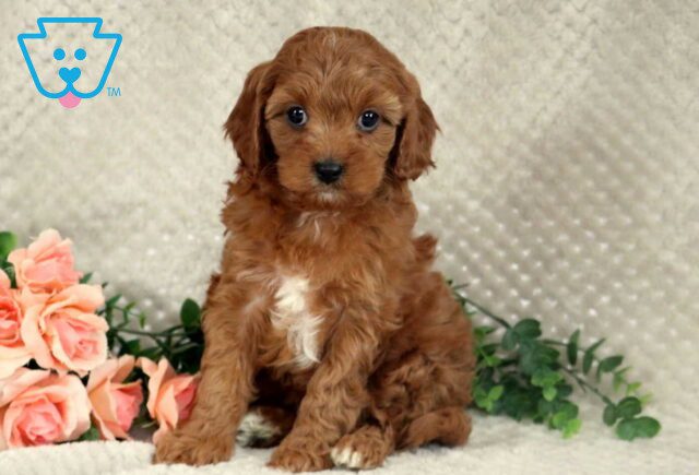 Loyal Cavapoo image