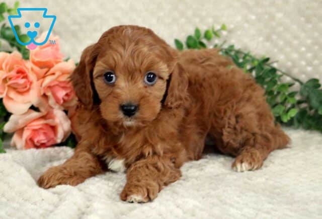 Loyal Cavapoo2 image