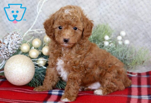 Lucky Mini Poodle image