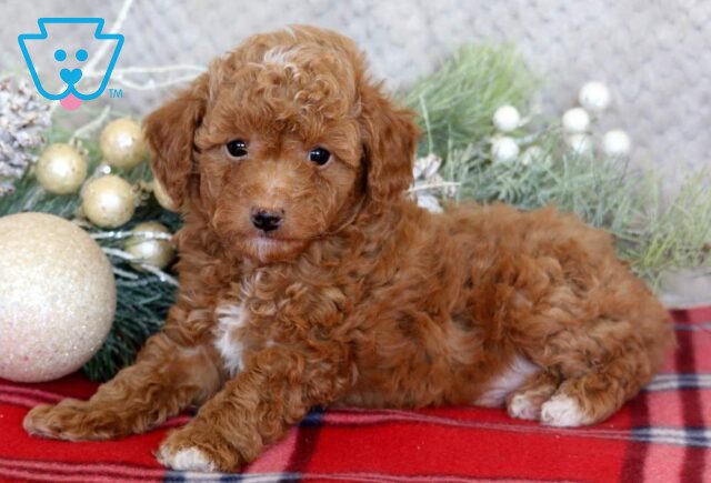 Lucky Mini Poodle2 image