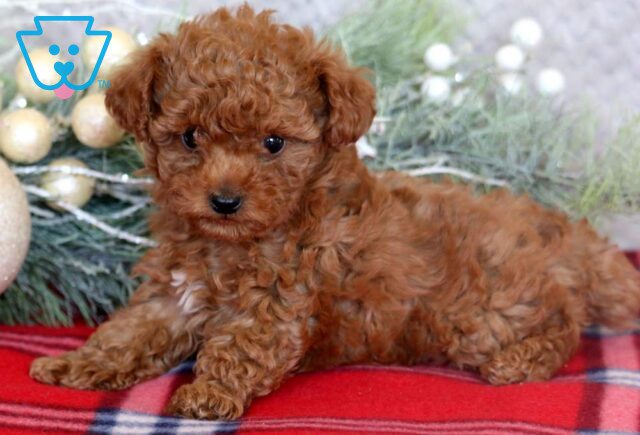 Luka Mini Poodle image
