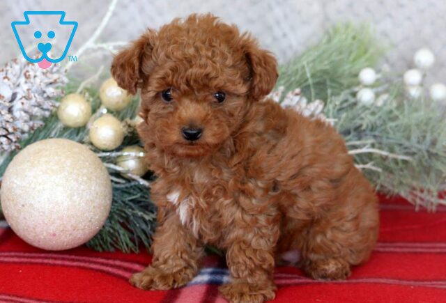Luka Mini Poodle2 image