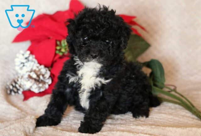 Macky Mini Poodle2 image