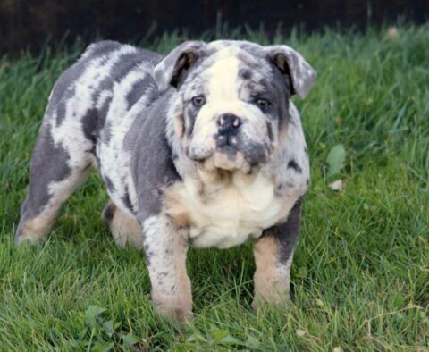 Marble English Bulldog Retake