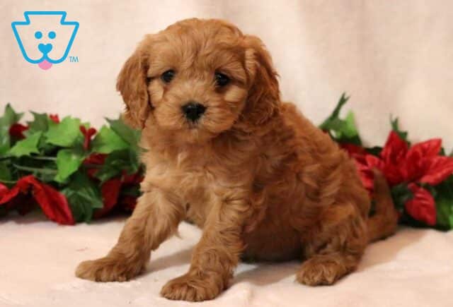 Marley Cavapoo image