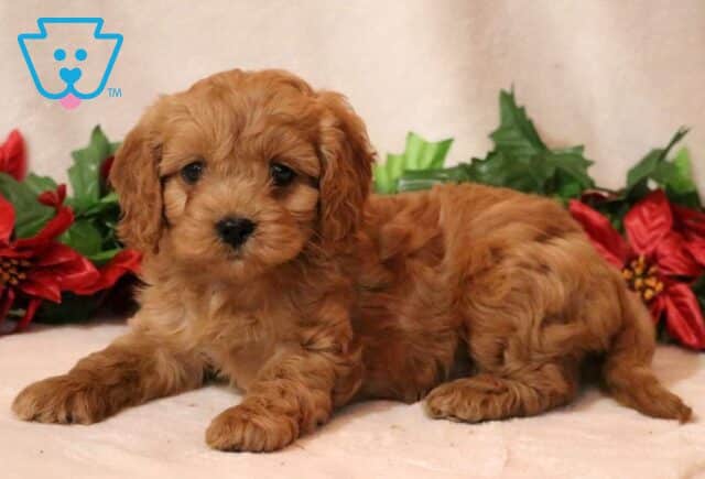 Marley Cavapoo2 image